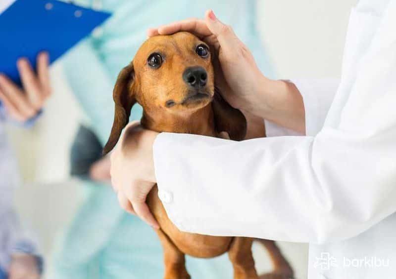 cachorro con parasitos intestinales cachorro con parasitos intestinales